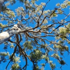 Eucalyptus melliodora at Mount Mugga Mugga - 18 Jun 2024 02:30 PM