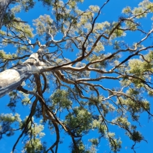 Eucalyptus melliodora at Mount Mugga Mugga - 18 Jun 2024