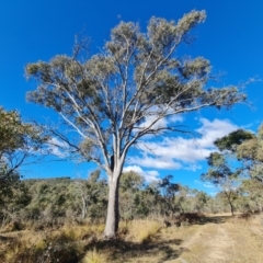 Eucalyptus blakelyi at Mount Mugga Mugga - 18 Jun 2024 02:20 PM