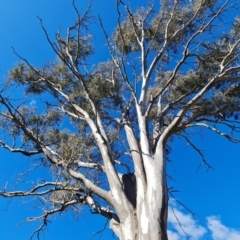 Eucalyptus blakelyi at Mount Mugga Mugga - 18 Jun 2024