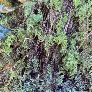 Adiantum aethiopicum at Brindabella National Park - suppressed