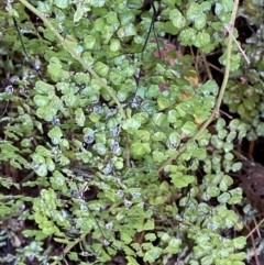 Adiantum aethiopicum at Brindabella National Park - suppressed