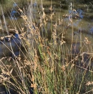 Juncus sarophorus at Brindabella National Park - 18 May 2024 11:55 AM