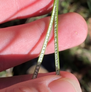 Juncus sarophorus at Brindabella National Park - 18 May 2024 11:55 AM