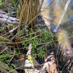 Centipeda elatinoides at Brindabella National Park - 18 May 2024