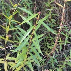 Lycopus australis at Brindabella National Park - 18 May 2024