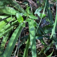 Veronica derwentiana at Brindabella National Park - 18 May 2024 11:34 AM