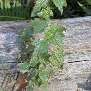 Urtica incisa at Brindabella National Park - 18 May 2024 11:32 AM