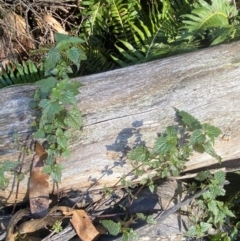 Urtica incisa at Brindabella National Park - 18 May 2024