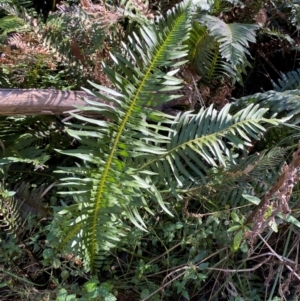 Blechnum nudum at Brindabella National Park - 18 May 2024