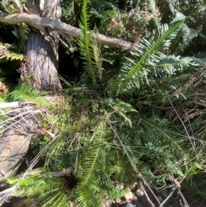 Blechnum nudum at Brindabella National Park - 18 May 2024