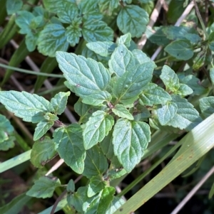 Australina pusilla subsp. muelleri at Brindabella National Park - 18 May 2024