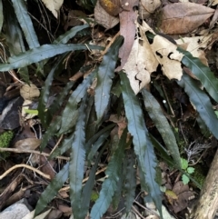 Blechnum patersonii subsp. patersonii (Strap Water Fern) at Brindabella National Park - 18 May 2024 by Tapirlord