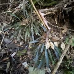 Blechnum patersonii subsp. patersonii at Brindabella National Park - 18 May 2024 10:29 AM