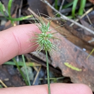 Echinopogon ovatus at Brindabella National Park - 18 May 2024 10:28 AM