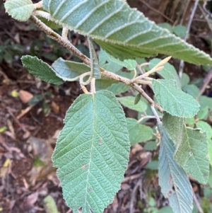 Pomaderris aspera at Brindabella National Park - 18 May 2024