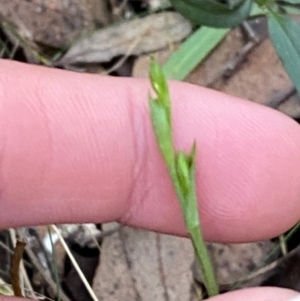 Bunochilus montanus (ACT) = Pterostylis jonesii (NSW) at Brindabella National Park - suppressed