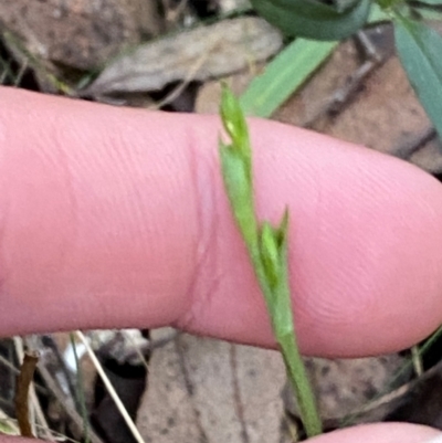 Bunochilus montanus (Montane Leafy Greenhood) at Brindabella National Park - 18 May 2024 by Tapirlord