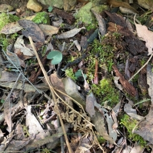 Acianthus exsertus at Brindabella National Park - 18 May 2024