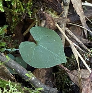 Acianthus exsertus at Brindabella National Park - 18 May 2024