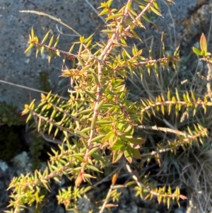 Styphelia fletcheri subsp. brevisepala at Brindabella National Park - 18 May 2024