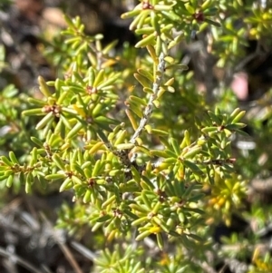 Calytrix tetragona at Brindabella National Park - 18 May 2024 09:49 AM