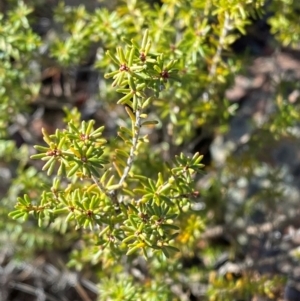 Calytrix tetragona at Brindabella National Park - 18 May 2024 09:49 AM