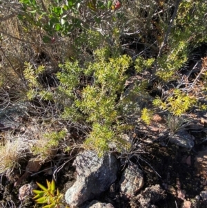 Calytrix tetragona at Brindabella National Park - 18 May 2024 09:49 AM