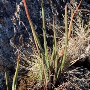 Bulbine glauca at Brindabella National Park - 18 May 2024