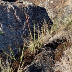 Bulbine glauca at Brindabella National Park - 18 May 2024