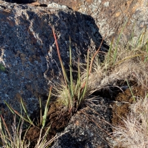 Bulbine glauca at Brindabella National Park - 18 May 2024