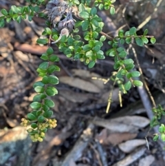 Leionema lamprophyllum subsp. obovatum (Shiny Phebalium) at Brindabella National Park - 18 May 2024 by Tapirlord