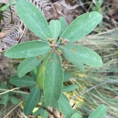 Philotheca myoporoides subsp. myoporoides (Long-leaf Waxflower) at Brindabella National Park - 18 May 2024 by Tapirlord
