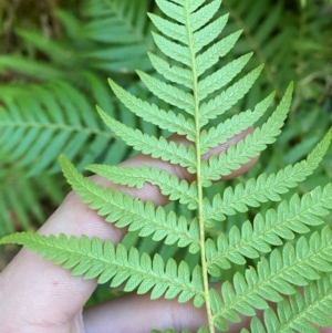 Cyathea australis subsp. australis at Blue Range - suppressed