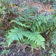 Cyathea australis subsp. australis at Blue Range - suppressed