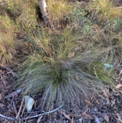 Poa sieberiana var. sieberiana at Namadgi National Park - 18 May 2024 09:03 AM