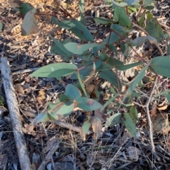 Eucalyptus dives (Broad-leaved Peppermint) at Lower Cotter Catchment - 18 May 2024 by Tapirlord