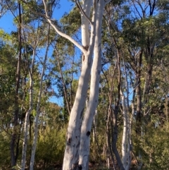 Eucalyptus mannifera subsp. mannifera (Brittle Gum) at Lower Cotter Catchment - 18 May 2024 by Tapirlord