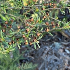 Kunzea ericoides (Burgan) at Lower Cotter Catchment - 17 May 2024 by Tapirlord