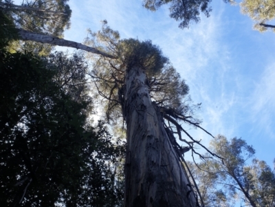 Eucalyptus regnans (Mountain Ash or Swamp Gum (Tas)) at Southwest National Park - 24 Sep 2023 by Detritivore