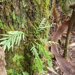 Notogrammitis heterophylla (Gipsy Fern) at Southwest, TAS - 17 Sep 2023 by Detritivore