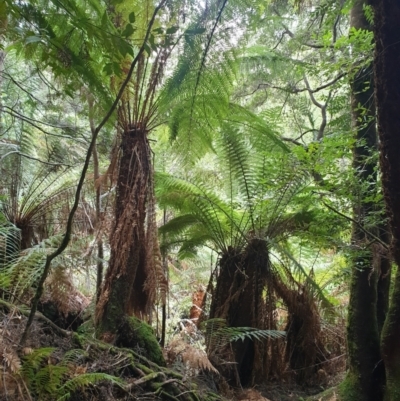 Dicksonia antarctica (Soft Treefern) at Southwest, TAS - 17 Sep 2023 by Detritivore