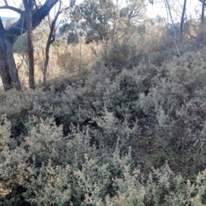 Pomaderris pallida at Stony Creek - 18 Jun 2024