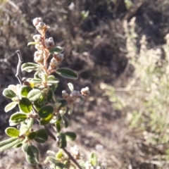 Pomaderris pallida at Stony Creek - 18 Jun 2024