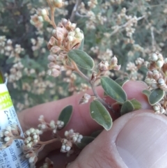 Pomaderris pallida at Stony Creek - 18 Jun 2024