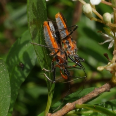 Gminatus australis (Orange assassin bug) at WendyM's farm at Freshwater Ck. - 1 Jan 2023 by WendyEM