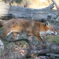 Vulpes vulpes (Red Fox) at Mount Ainslie - 16 Jun 2024 by jb2602