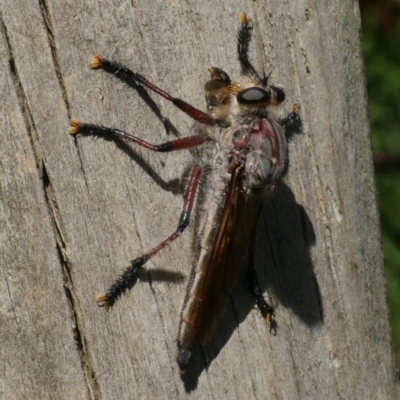 Neoaratus hercules (Herculean Robber Fly) at WendyM's farm at Freshwater Ck. - 5 Jan 2023 by WendyEM