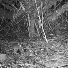 Unidentified Mammal at Styx, TAS - 18 Jun 2024 by Detritivore