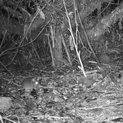 Unidentified Mammal at Styx, TAS - 18 Jun 2024 by Detritivore